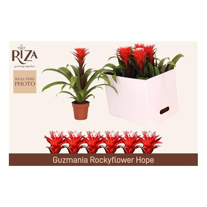 <h4>Guzmania Hope 12Ø 43cm</h4>
