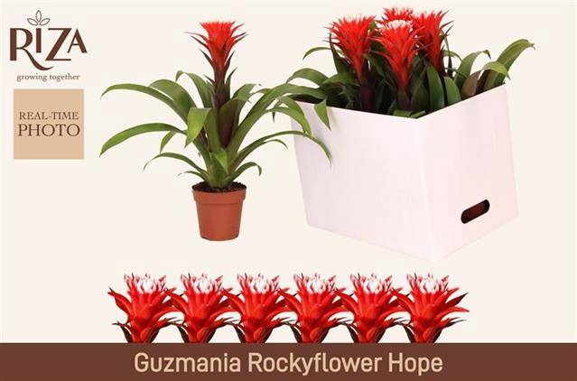 Guzmania Hope 12Ø 43cm