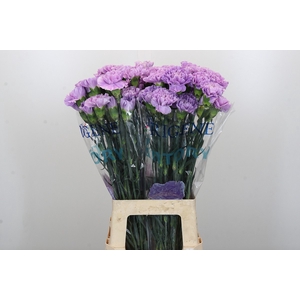 Dianthus St Florigene Moonaqua