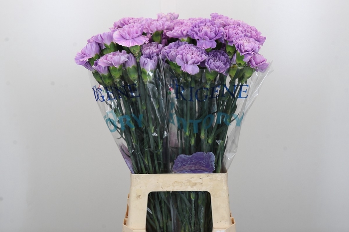 <h4>Dianthus St Florigene Moonaqua</h4>