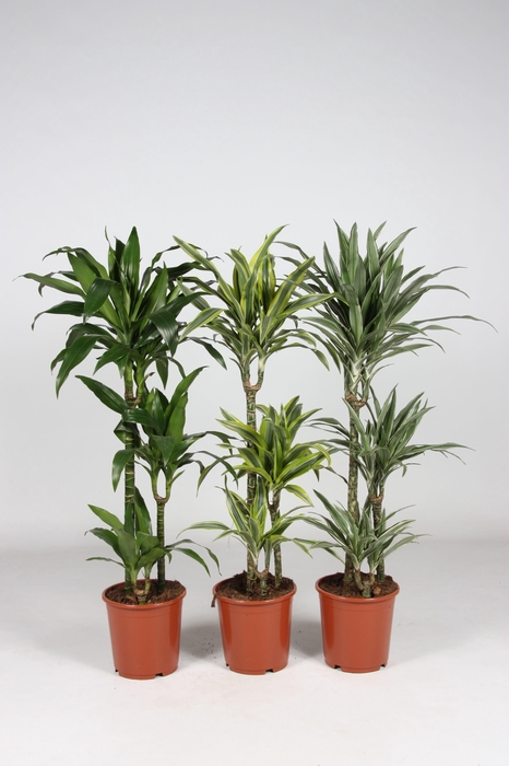 <h4>Dracaena overig mixkar</h4>