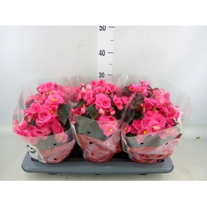 Begonia elat. HL 'Adonia Pink'