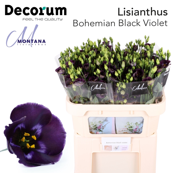 Lisianthus Bohemian black violet 75cm
