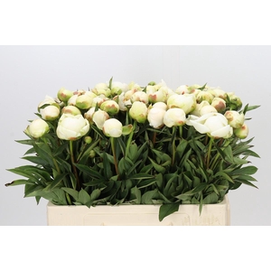 Paeonia Madame Claude Tain