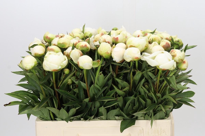 <h4>Paeonia Madame Claude Tain</h4>