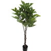 Ficus Lyrata Pot