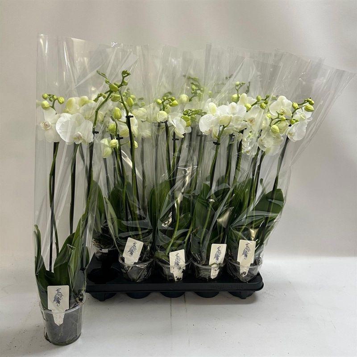 <h4>PHAL OV WIT</h4>