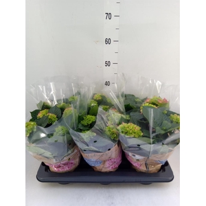 Hydrangea mac. 'Schone Bautznerin'