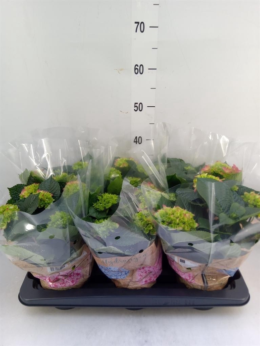 <h4>Hydrangea mac. 'Schone Bautznerin'</h4>