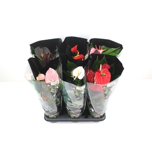 Anthurium Flamingomix 12cm in sierhoes