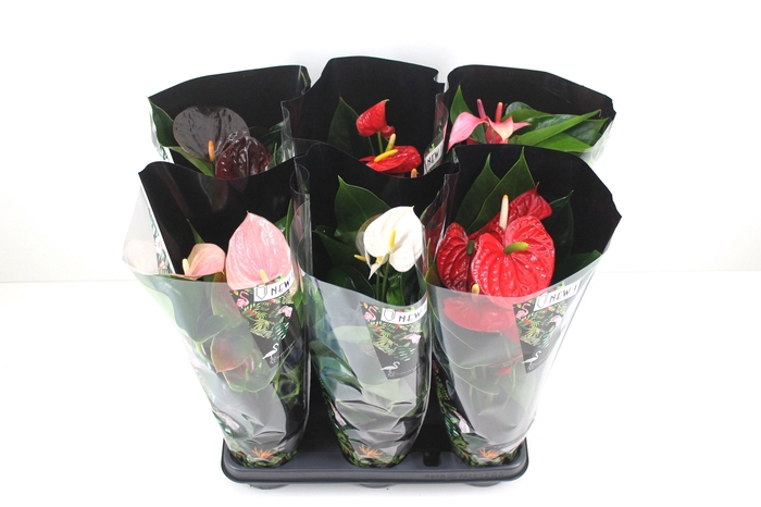 <h4>Anthurium Flamingomix 12cm in sierhoes</h4>