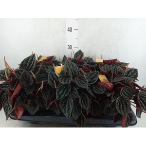 Peperomia caperata   ...
