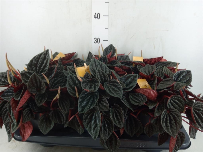 <h4>Peperomia caperata   ...</h4>