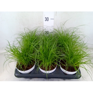 Cyperus alternifolius 'Zumula'