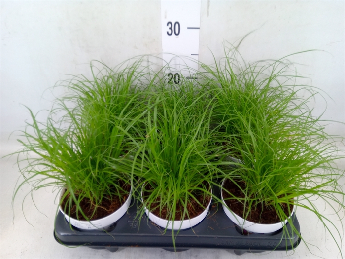 <h4>Cyperus alternifolius 'Zumula'</h4>