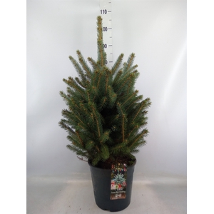 Picea pungens 'Super Blue'