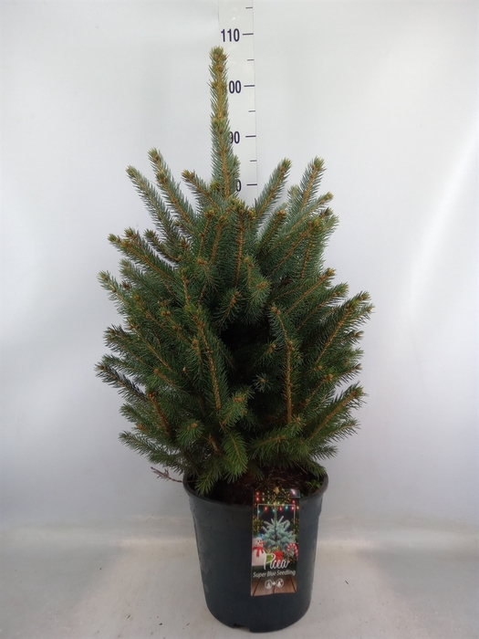 <h4>Picea pungens 'Super Blue'</h4>