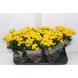 KALANCHOE DOBRADO P15 AMARELO