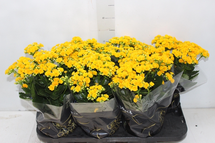 <h4>KALANCHOE DOBRADO P15 AMARELO</h4>