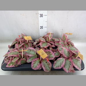 Episcia cupreata 'Pink Brocade'