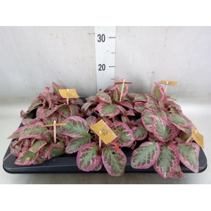 Episcia cupreata 'Pink Brocade'