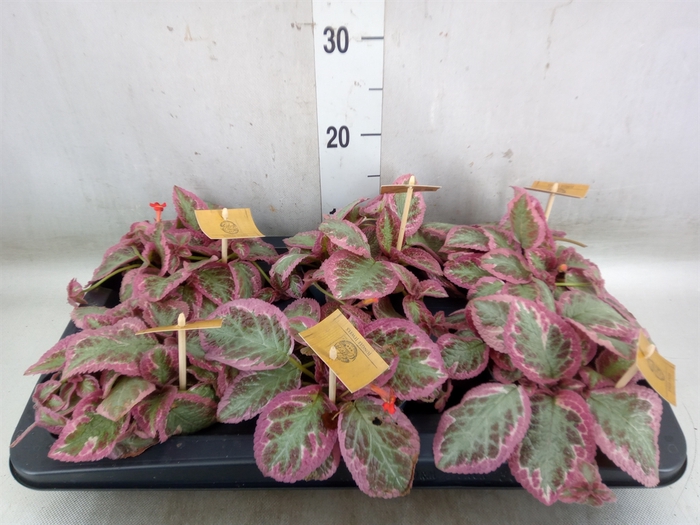 <h4>Episcia cupreata 'Pink Brocade'</h4>