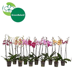 BalanZ - Phalaenopsis Mix 2t 18+/65
