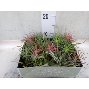 Tillandsia