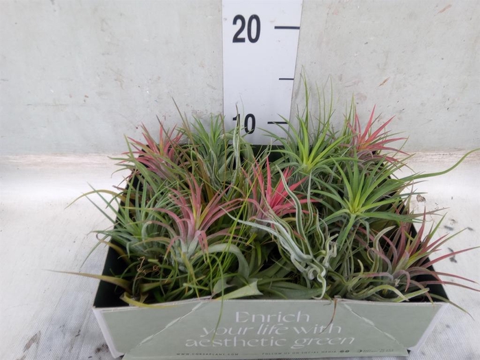 <h4>Tillandsia</h4>