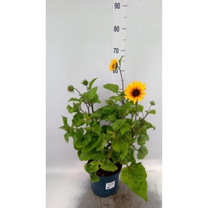 Helianthus an. 'Sunb Brown Eye Gir'