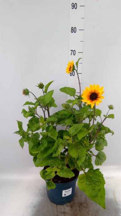 <h4>Helianthus an. 'Sunb Brown Eye Gir'</h4>