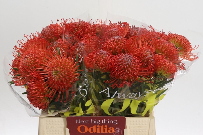 <h4>Nutans Succession</h4>