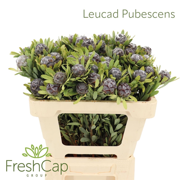 Leucad Pubescens