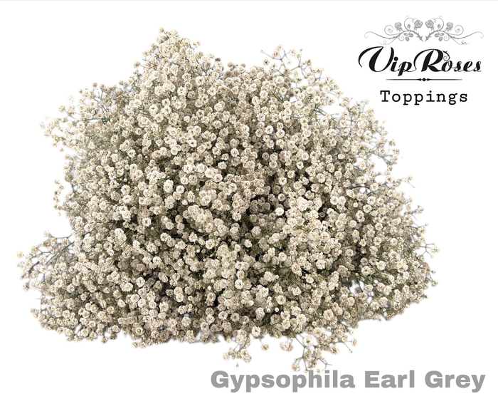 GYPS PA EARL GREY