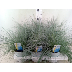 Festuca glauca 'Intens Blue'