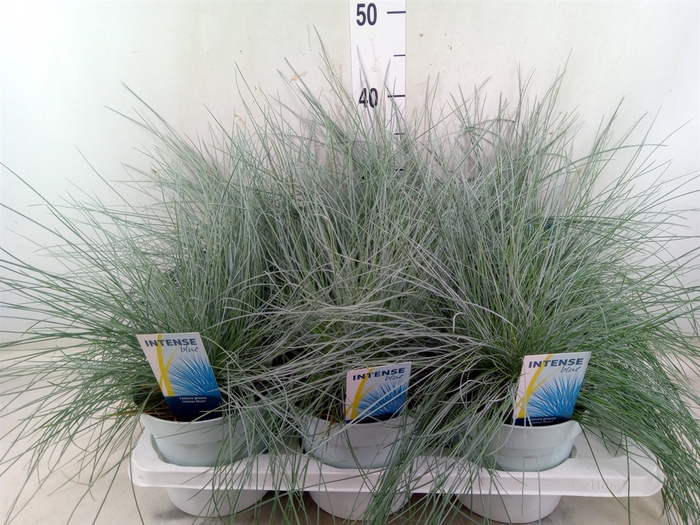 <h4>Festuca glauca 'Intens Blue'</h4>