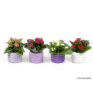 KALANCHOE BLOSSF P6 E 4412