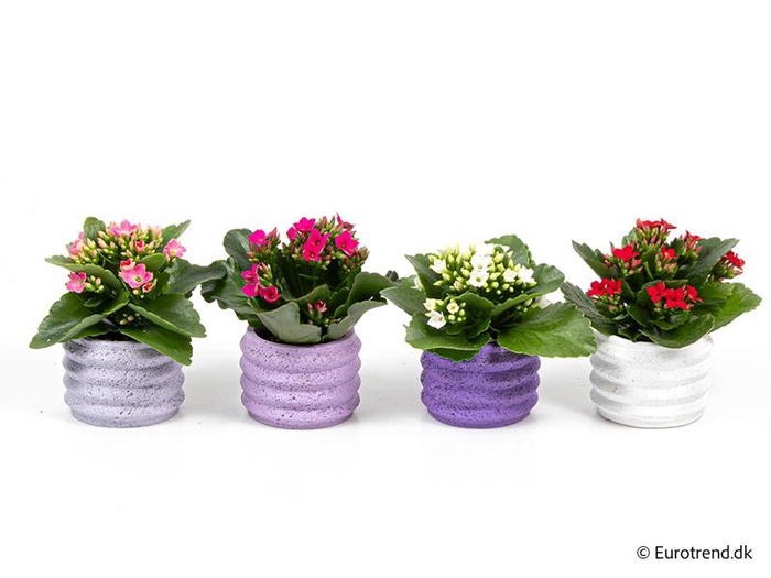 <h4>KALANCHOE BLOSSF P6 E 4412</h4>