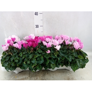 Cyclamen KL 'Crayon'