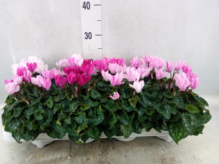 <h4>Cyclamen KL 'Crayon'</h4>