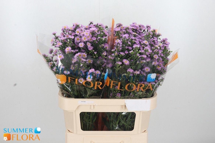 <h4>AST PAINTED LADY</h4>