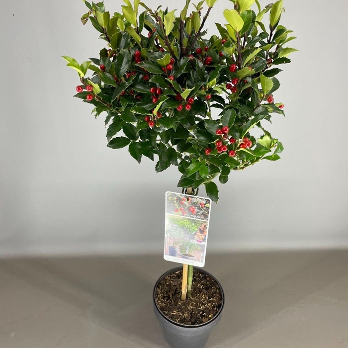 <h4>Ilex mes. 'Blue Maid' C3</h4>