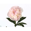 Paeonia Blush Queen