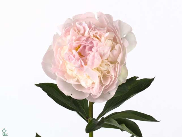 Paeonia Blush Queen