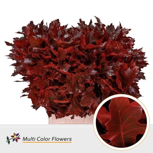 Quercus rubra colored RED
