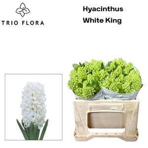 HYAC WHITE KING 566