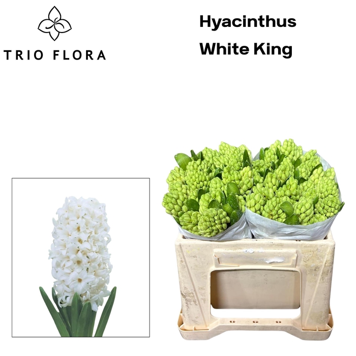 <h4>HYAC WHITE KING 566</h4>