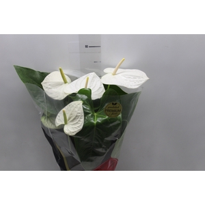 ANTHURIUM ALASKA P17 PREMIUM