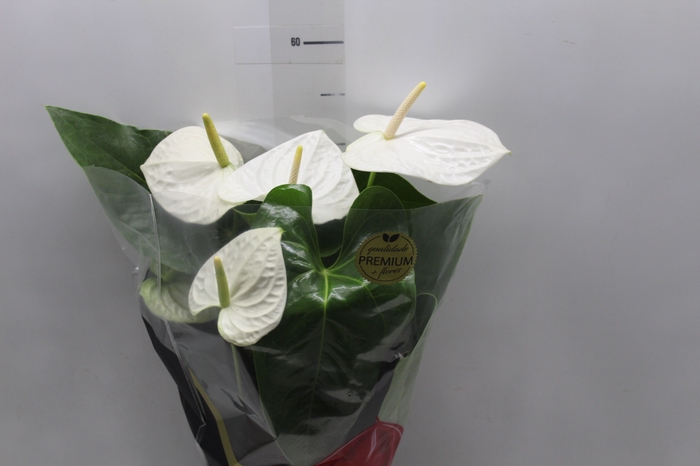 <h4>ANTHURIUM ALASKA P17 PREMIUM</h4>