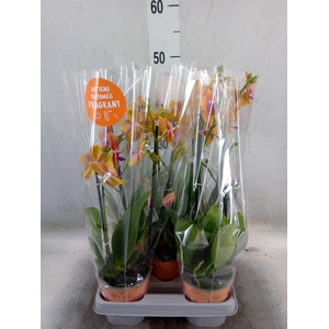 Phalaenopsis multi. 'Ant Bolgheri'